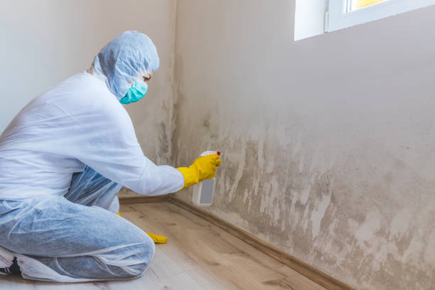 Professional mold removal team in Deer Park